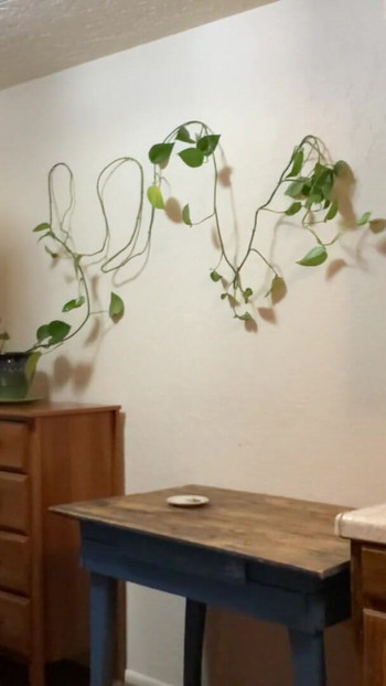 Jaw-dropping moment from "All Natural Goddess Plays Around with Her Pothos (nudge nudge wink wink)"