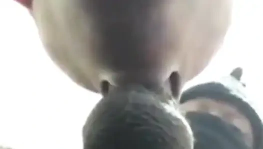 Blowjob super ceroboh dengan bibir yang sempurna