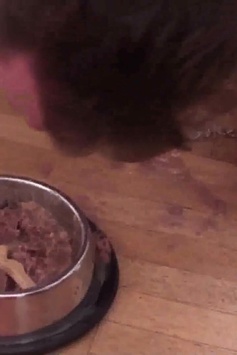 Good pet follows owner's every command