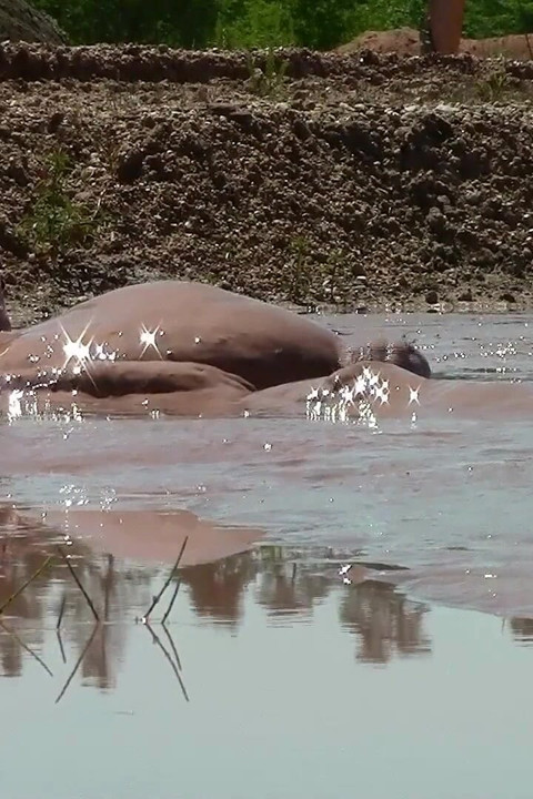 Deep, Creamy Brown Mud Bath in a Sand Pit