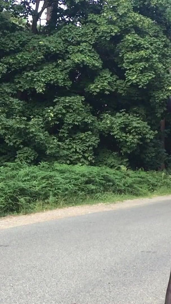 Key moment from "Crossdresser Tranny Outdoors Pissing Compilation 1"