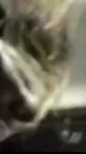 Detik ikonik dari "Devinn mengongkek Logan"
