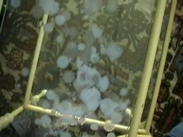 cum on glass table