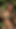 "Jaya Anjali bikini ormanda dans ederken duygusal an (ai model)"