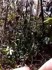 malay tudung atas kayu