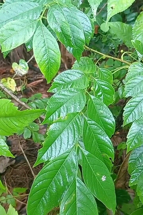 Nepali Jungle Vloge Sali Vena Sex Video