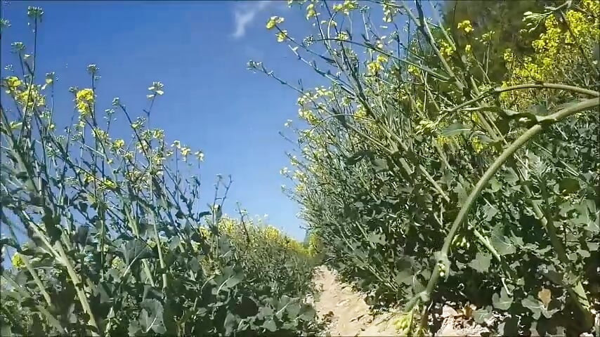 Doğa bize ilham oldu ve karşı koyamadık