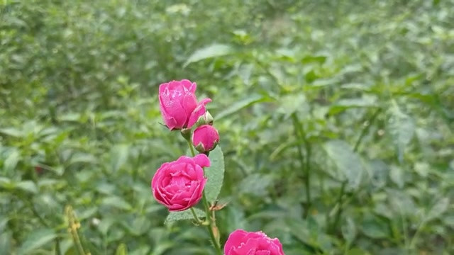 农村热辣男孩和女孩性爱故事孟加拉语