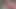 lots of sperm keeps dribbling out hot white cock while i pre cum and rub my cock lubed with sperm until sexy orgasm