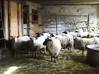 Bunică mare la fermă