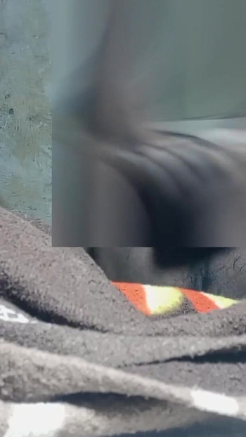 Momen epik dari "Aku suka banget ngentot memek tante, oh bahasa india"