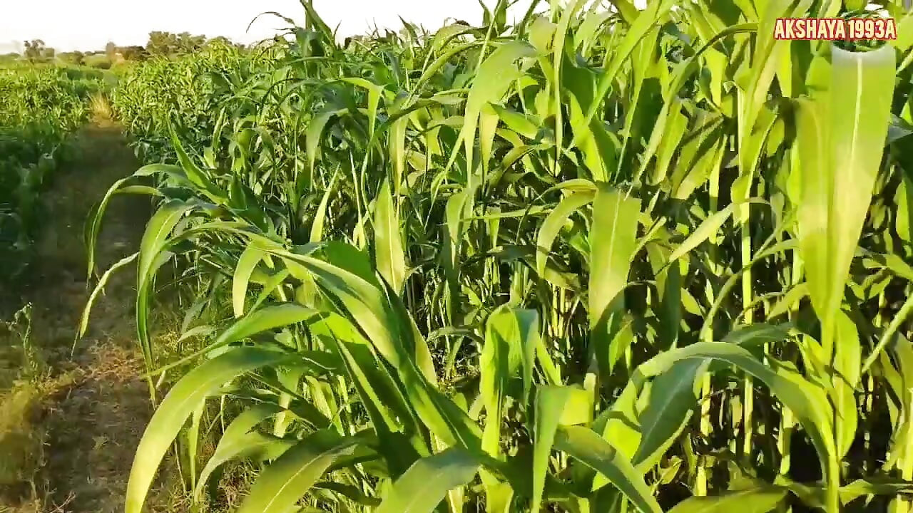 kannada Motivaciona i inspirativna priča I kannada priča ja kannada kathegalul moralne priče