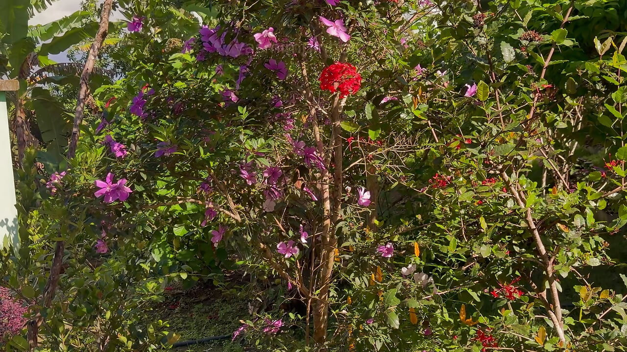 Between Flowers and Love: Passionate Sex in a Motorhome