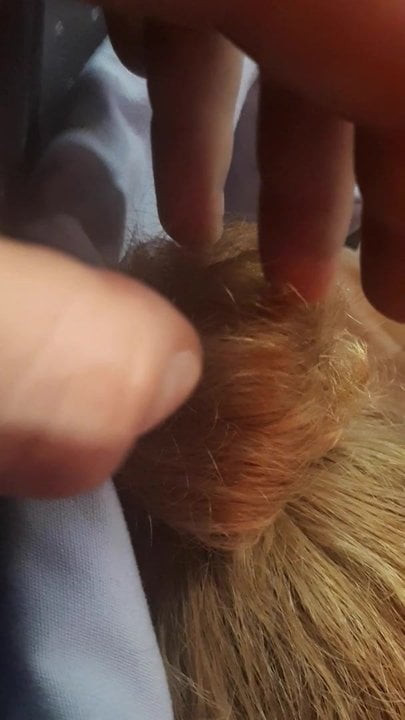 hair touch