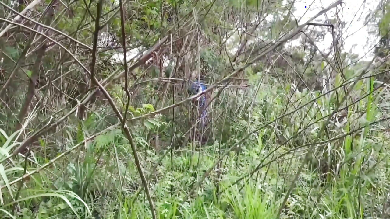 Egy munkás áthaladt a parkon, és szopást kapott.