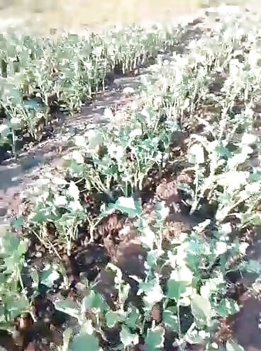 非洲素人在灌木丛中赤身裸体