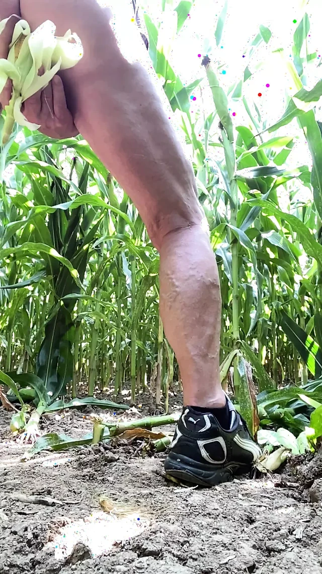 Cornfield
