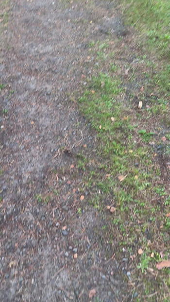 Napaljen kroz šumu 🌳