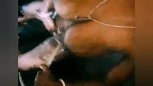 Bengali big books indian hot video