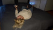 Pregled videozapisa