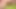 Small Penis Cumming And Pissing