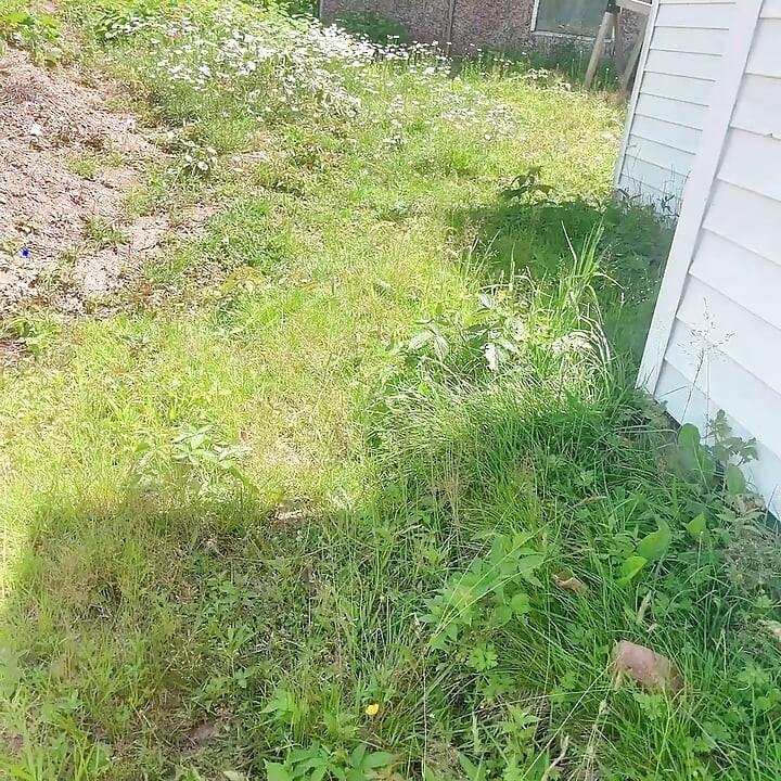 Pisse Für Schön Auf Dem Gras Gärtnern