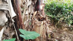 Pratinjau video