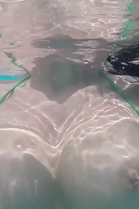 Biquíni verde