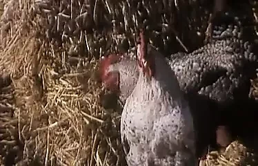 Partie De Chasse En Sologne (1979)