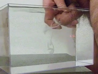 cum in water, in a container like a small aquarium - 05