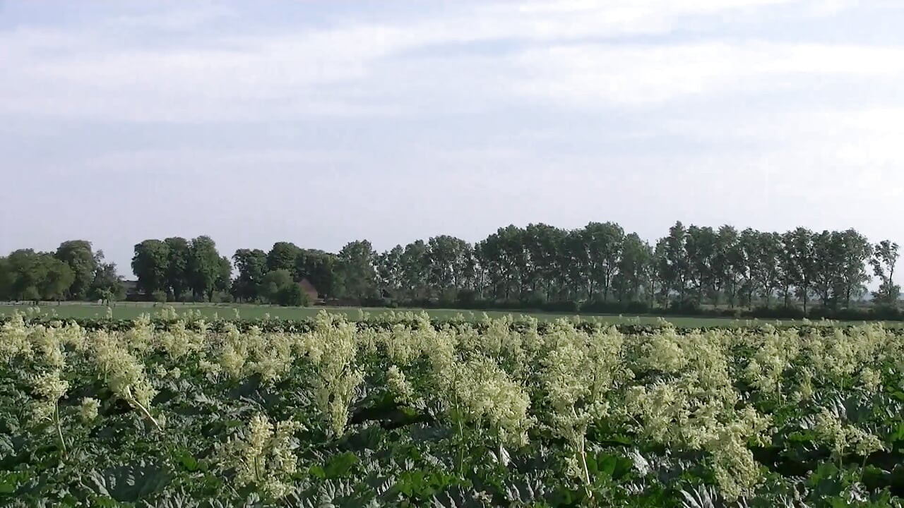 Gangster ontmoette een vreemde en kreeg haar kutje buitenshuis geneukt