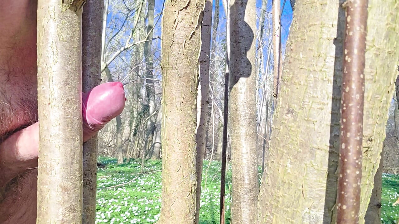 Relaxed Sunday in the forest