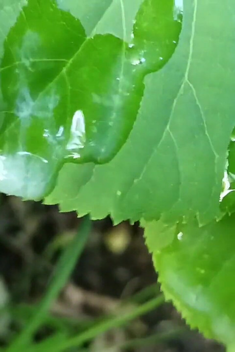 Thick Dick Outdoor Cumshot and Close up Looking on Cum