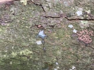 Sborra all&#39;aperto in un bosco pubblico