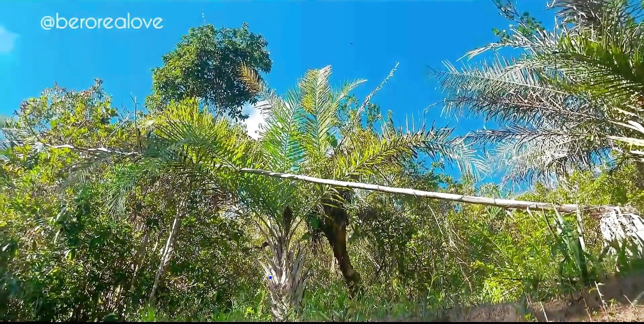 Afternoon in the Backyard of the House