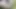 Making myself cum in the woods and then peeing on my balls feels so nice