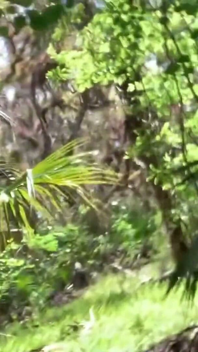 Hiking and Fucking at the Myakka River | Clip 3