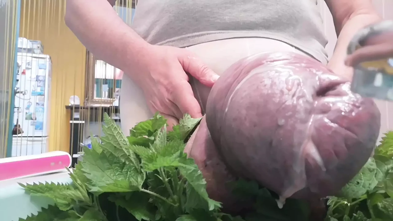 Cuming with Nettles and Thootbrush