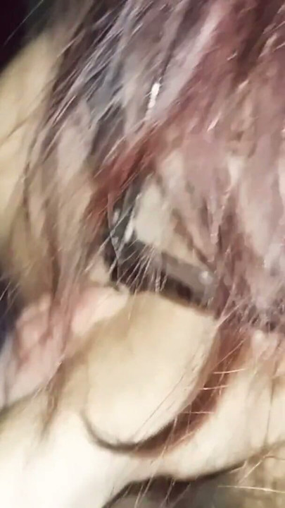 Cumshot Compilation #1 - MoxiBluez | Clip 3