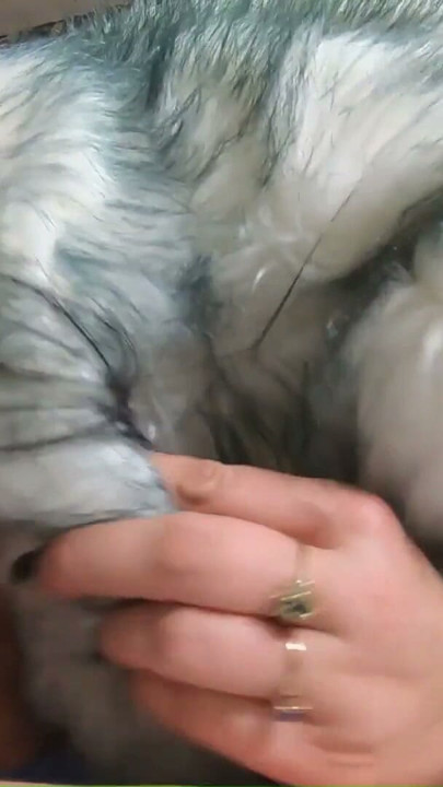 Fur Obsession Continues POV – Bare Hands Handjob, Deepthroat and Cum on My Coat | Clip 1