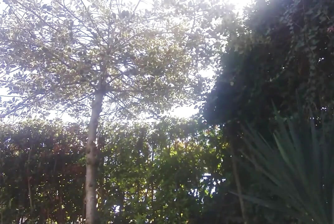 It's Nice to Touch and Piss at the Garden