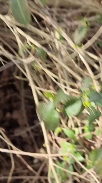 Key moment from "Stranger Thong out of the forest covered in 20+ Loads"