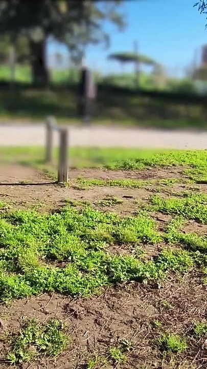 Key moment from "FLASHING my COCK in front a everyone in a PUBLIC PARK and my STEPDAUGHER HELPS me CUMSHOT - REAL SEX RISKY"