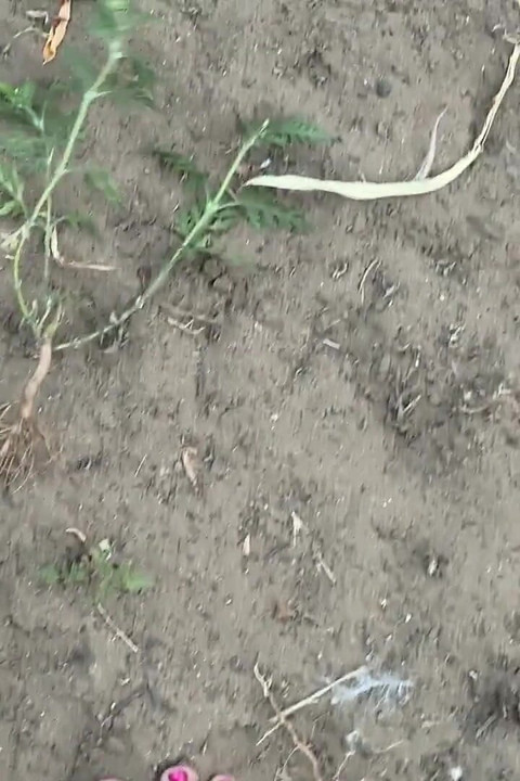 Dirty Feet in the Garden