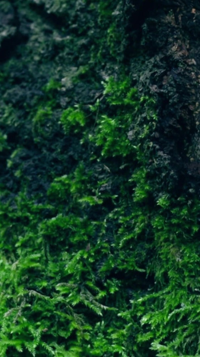 बालों की पूजा प्राकृतिक देवी वर्चस्व