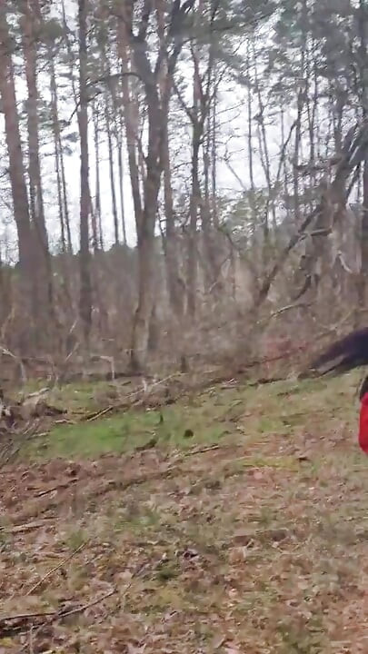 Sex in forest
