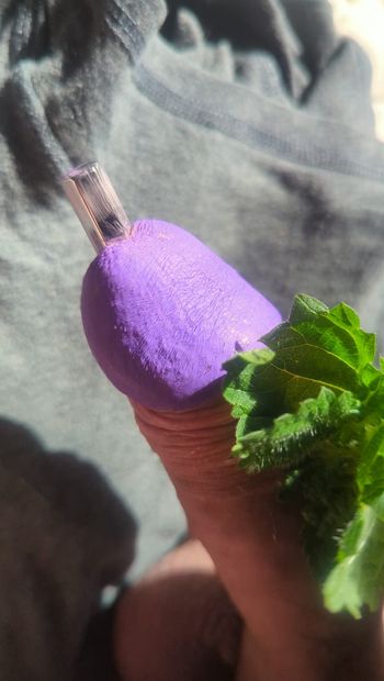 Painted cook  nettle torture with plug