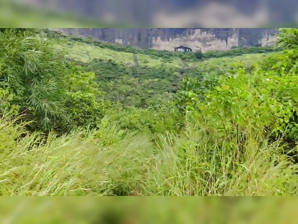 S-285. Ngentot di hutan lagi