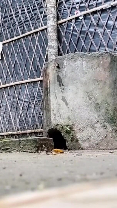 Zapanjujući trenutak iz filma "Indijska XXX žena jebana na otvorenom (službeni video Villagesex91)"
