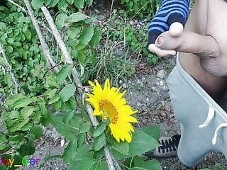 Outdoor guy pollinates a sunflower